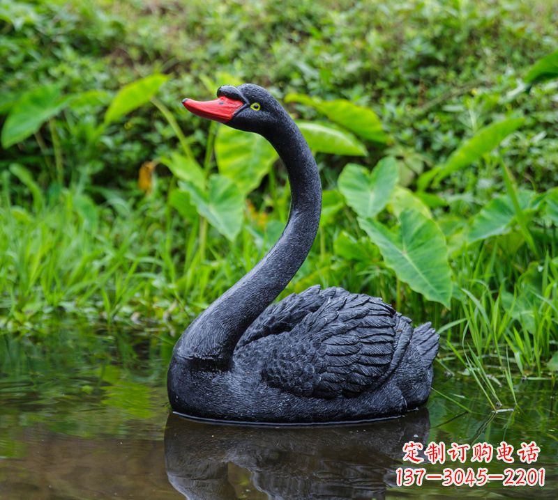湖北黑天鹅婉约鱼尾，完美呈现园林水塘水景